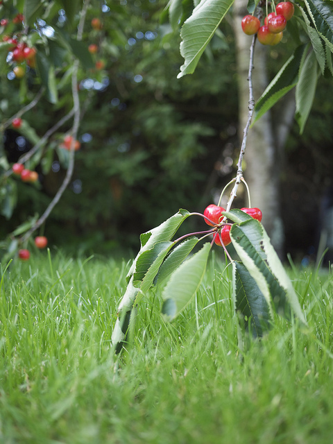 There’s No Low-Hanging Fruit in Innovation